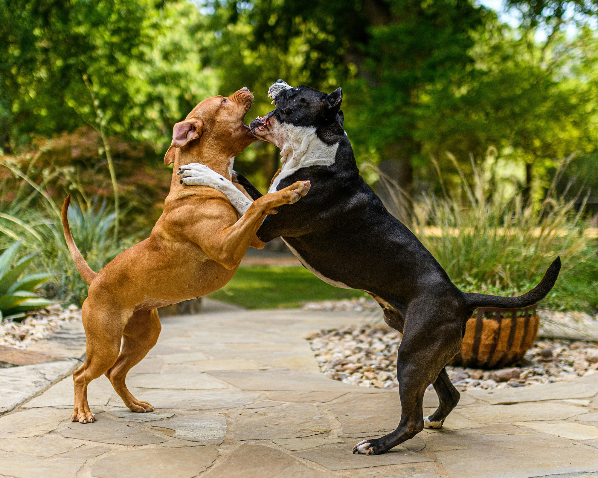 dog bite attorney San Luis Obispo California 93401 animal attack injury lawyer Central Coast