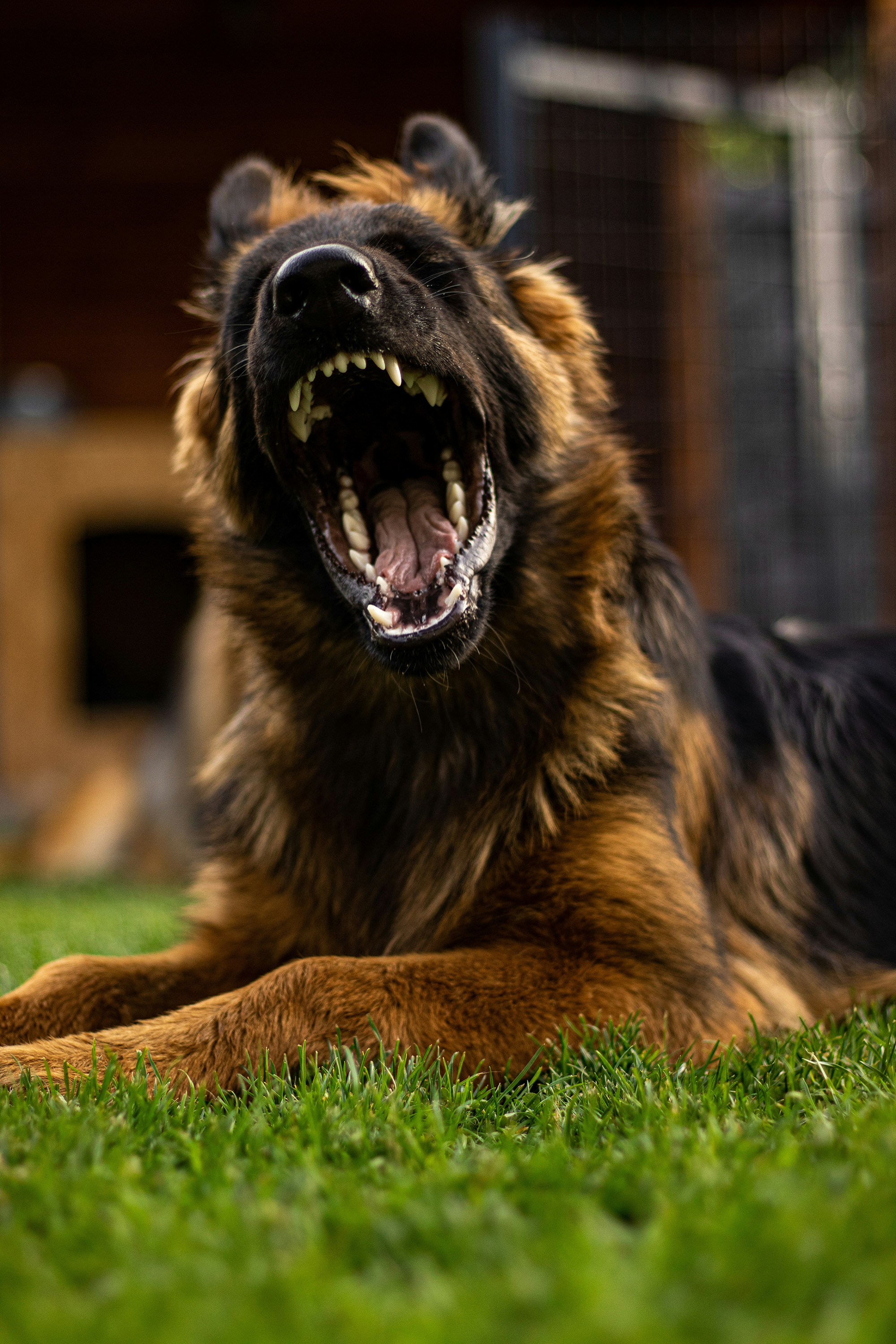dog attack injury lawyer Atascadero California 93422 Heilmann Park trail