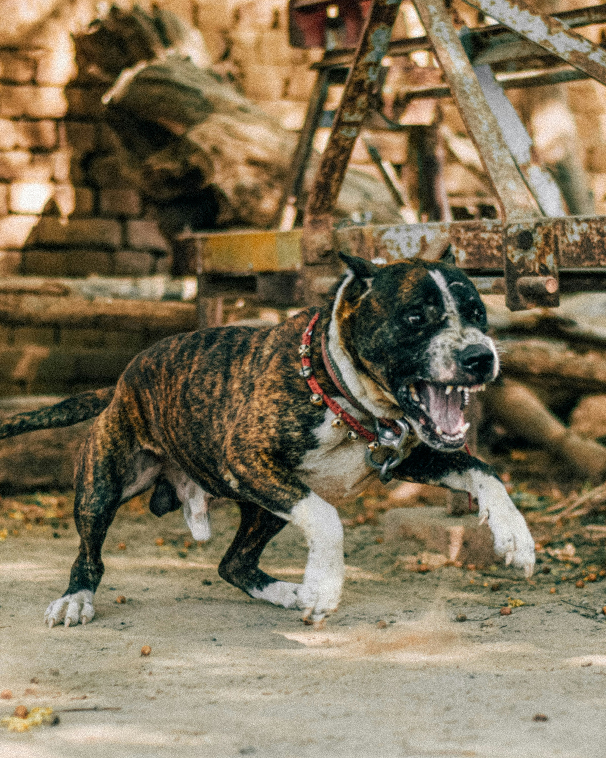 dog bite attorney Paso Robles California 93446 wine country animal attack lawyer SLO County
