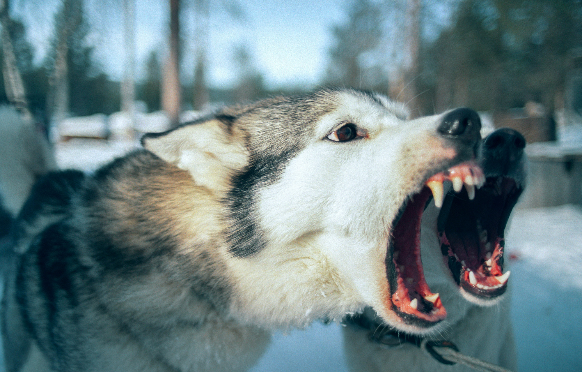 dog bite attorney Arroyo Grande California 93420 Five Cities South County animal attack injury lawyer