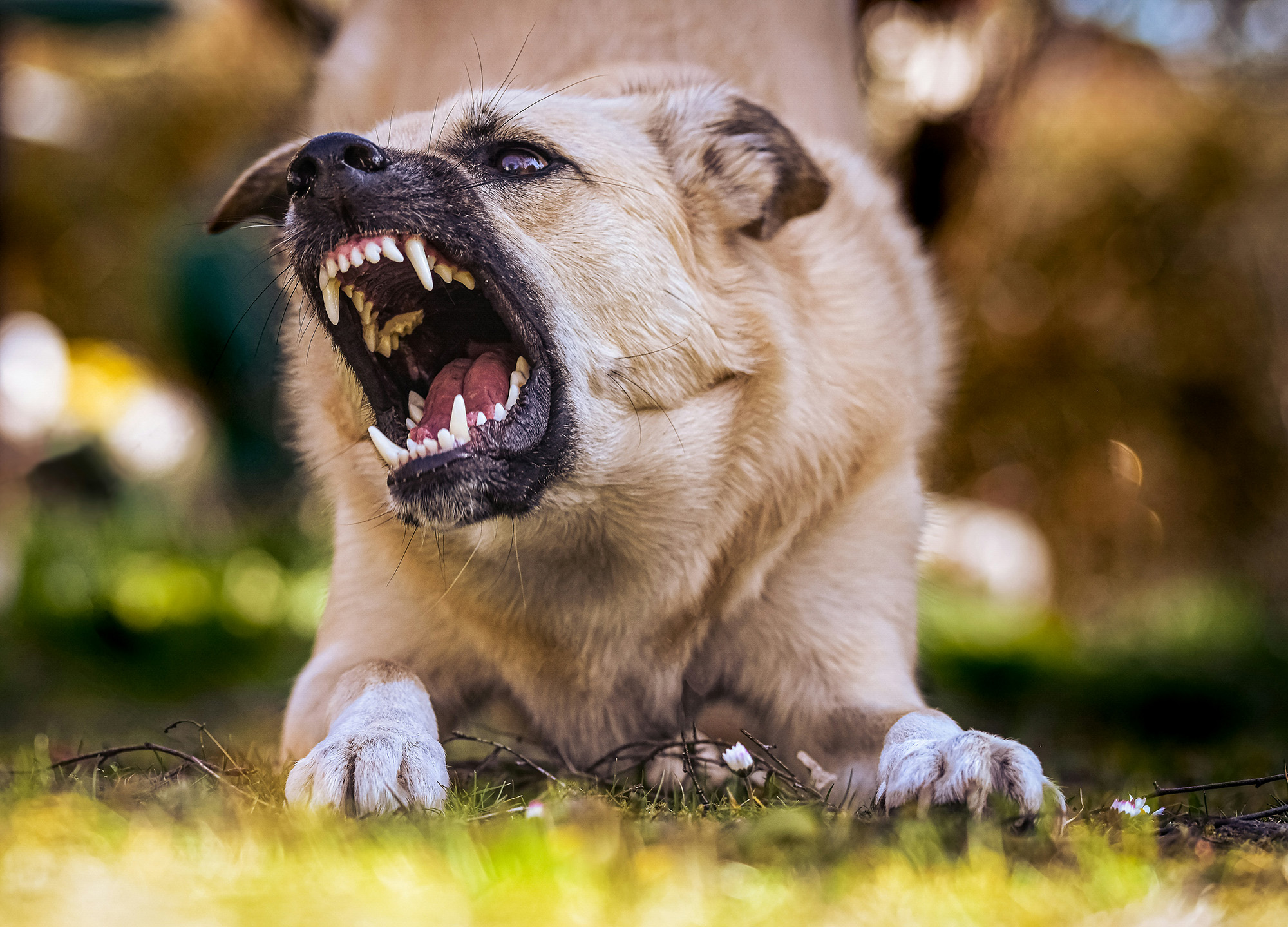 dog bite attorney Atascadero California 93422 Heilmann Park trail animal attack injury lawyer