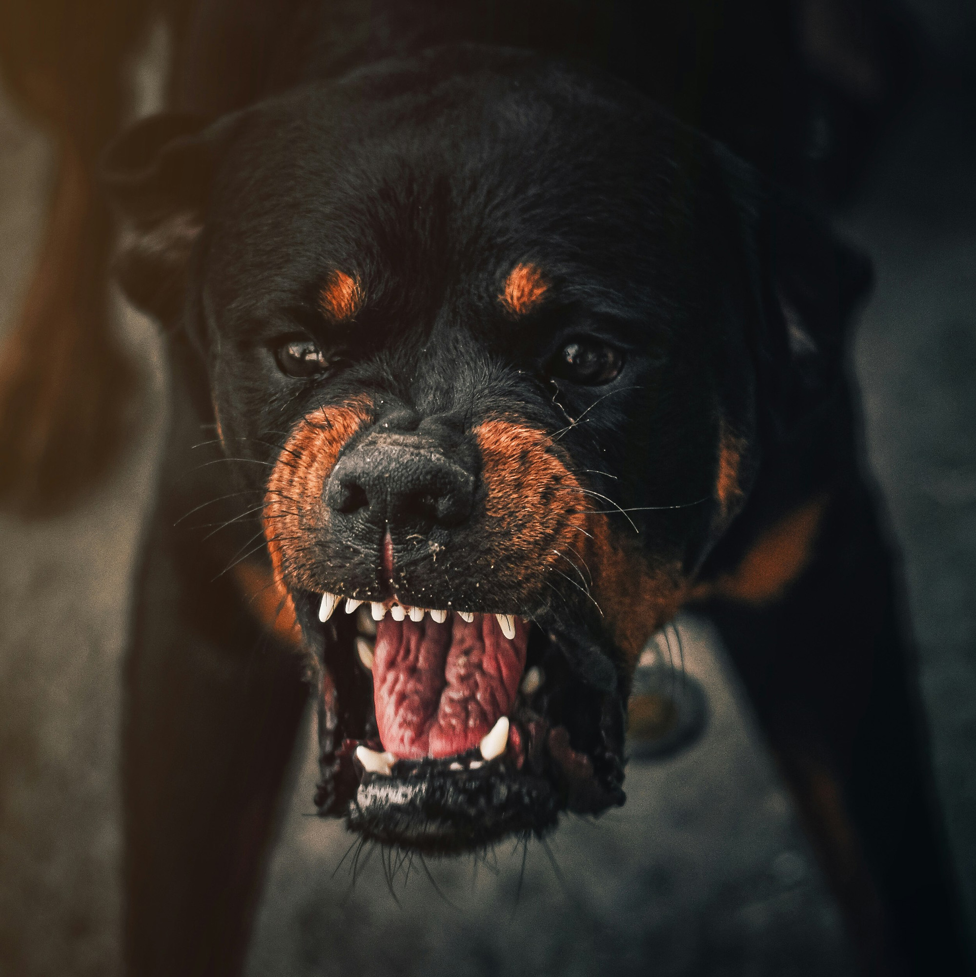 dog attack injury lawyer Paso Robles North SLO County 93446 California