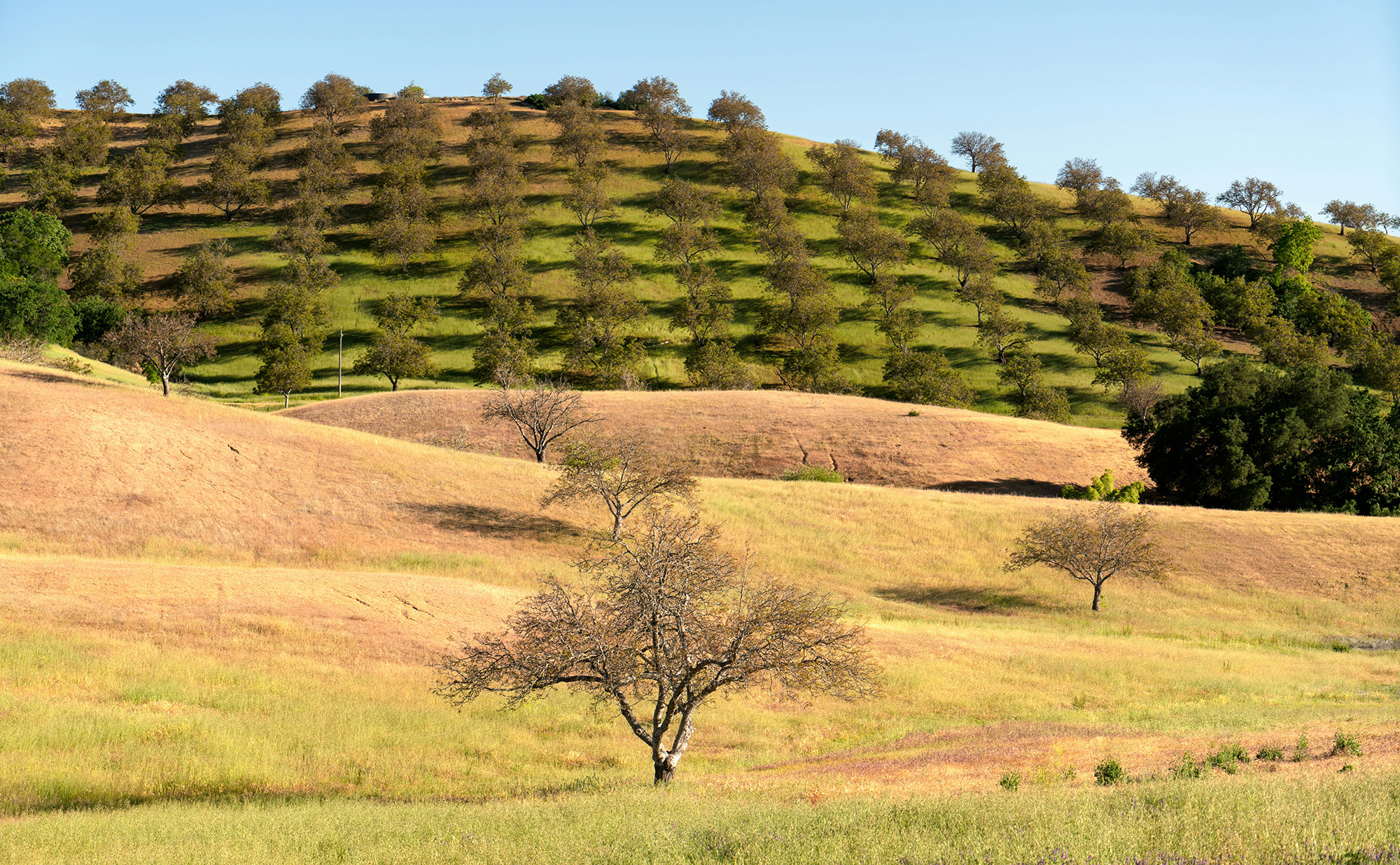 Paso Robles California 93446 wine country property owners living trust estate plan